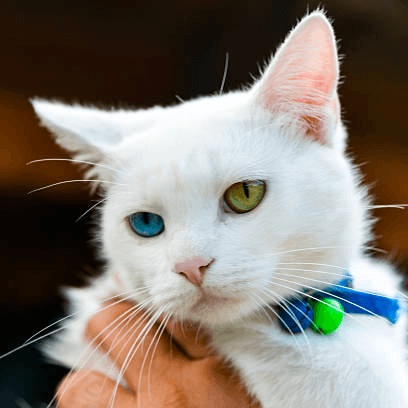 Japanese Bobtail